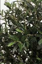 Laden Sie das Bild in den Galerie-Viewer, Olive tree green H250cm