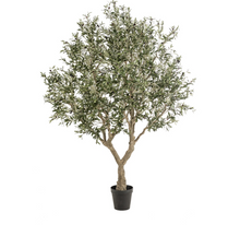 Laden Sie das Bild in den Galerie-Viewer, Olive tree green H250cm