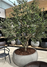 Laden Sie das Bild in den Galerie-Viewer, Olive tree green H250cm