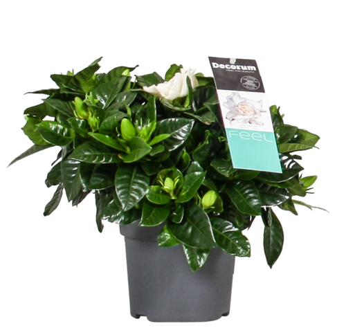 Gardenia jasminoides weiss