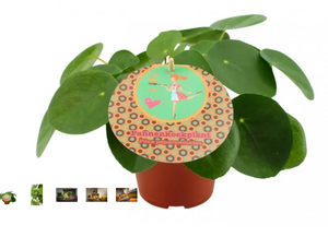 Pilea Pepermoides D12 cm  H20 cm