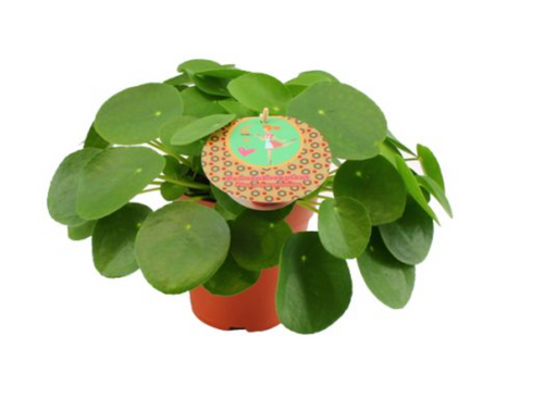 Pilea Pepermoides D12 cm  H20 cm